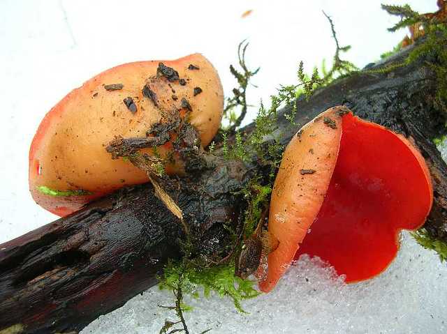2005 :  Un anno di funghi